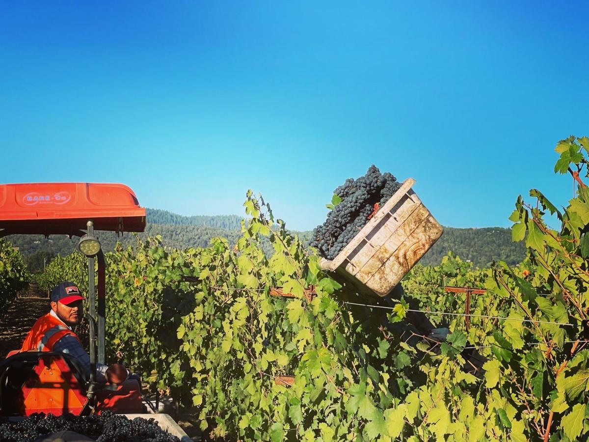 Harvesting Zinfandel
