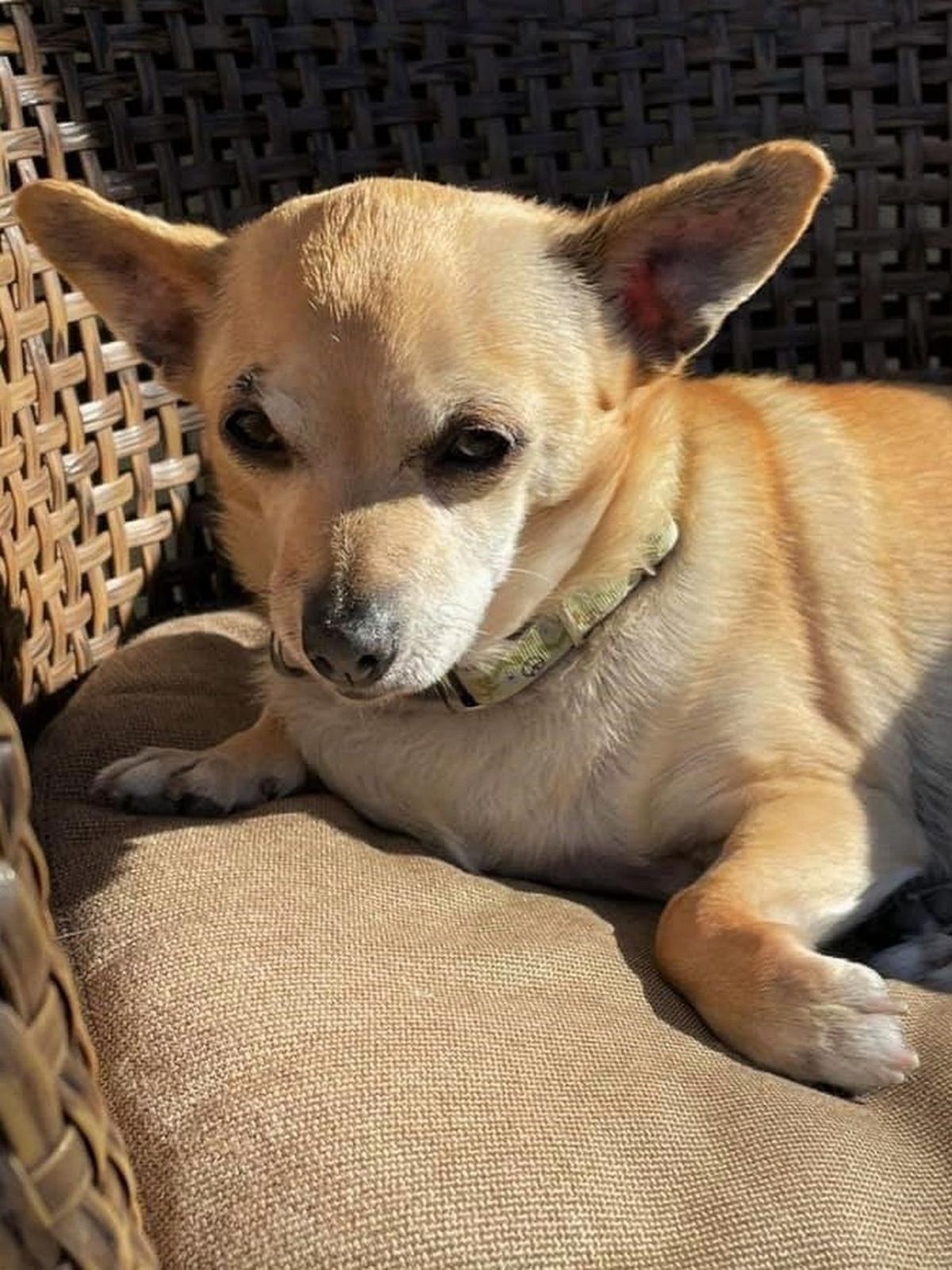 Adopt a Pet | Daisy | Lifestyles | napavalleyregister.com