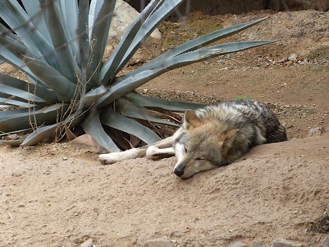 Coyote - Sonoran Desert Explorers