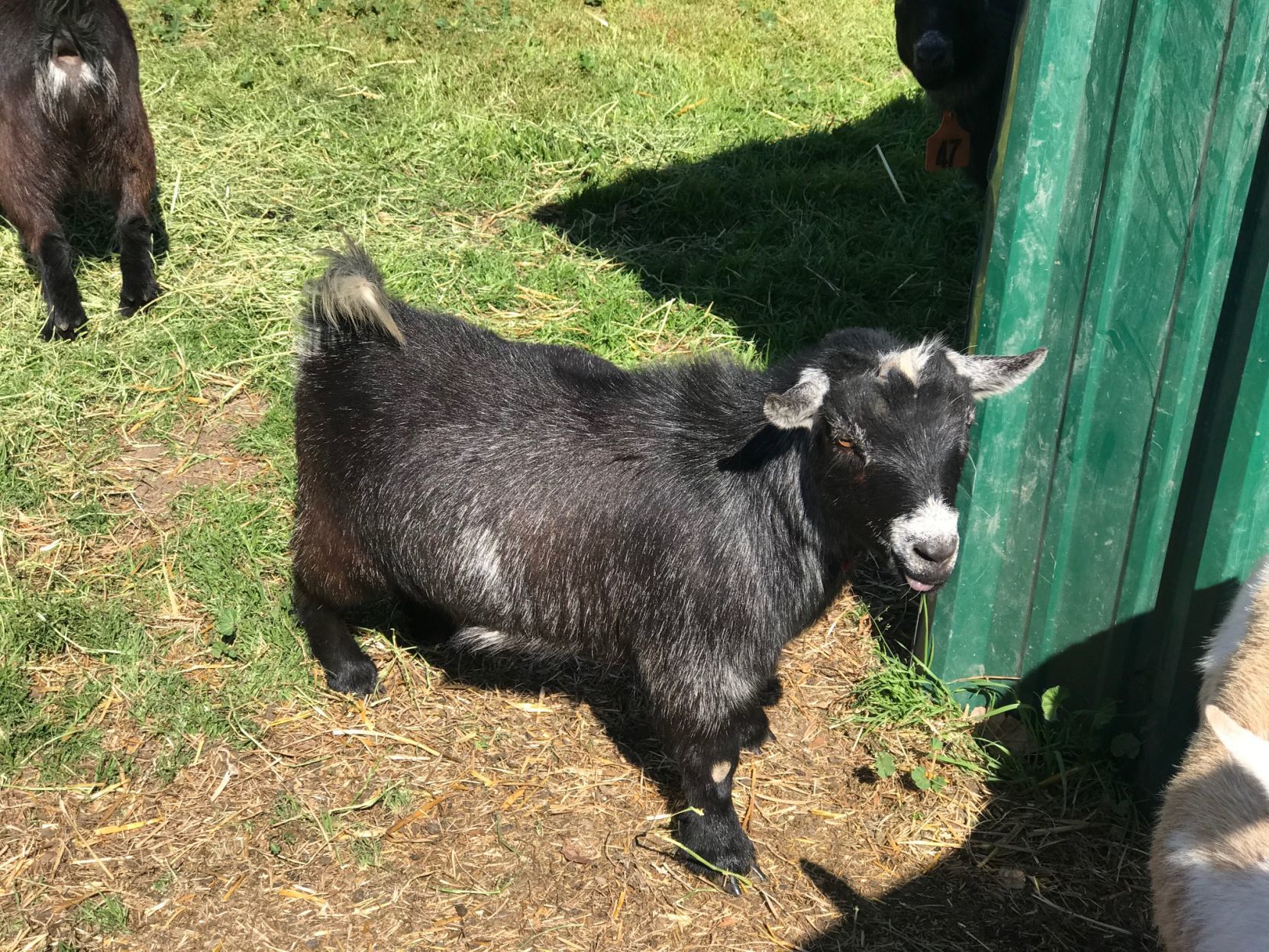 stolen goat black friday