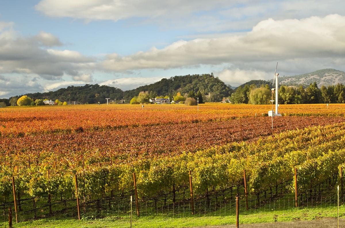 napa valley vineyard