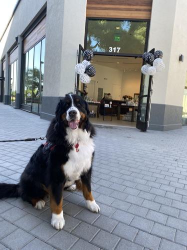 Milo and Friends Pet Boutique, Napa's choice for dapper dogs and