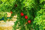 Master Gardeners of Napa County: How to plant a pomegranate