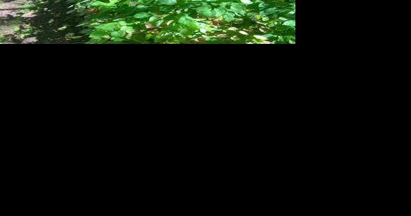 Fragrance: An invisible property of trees - Vimarsana News