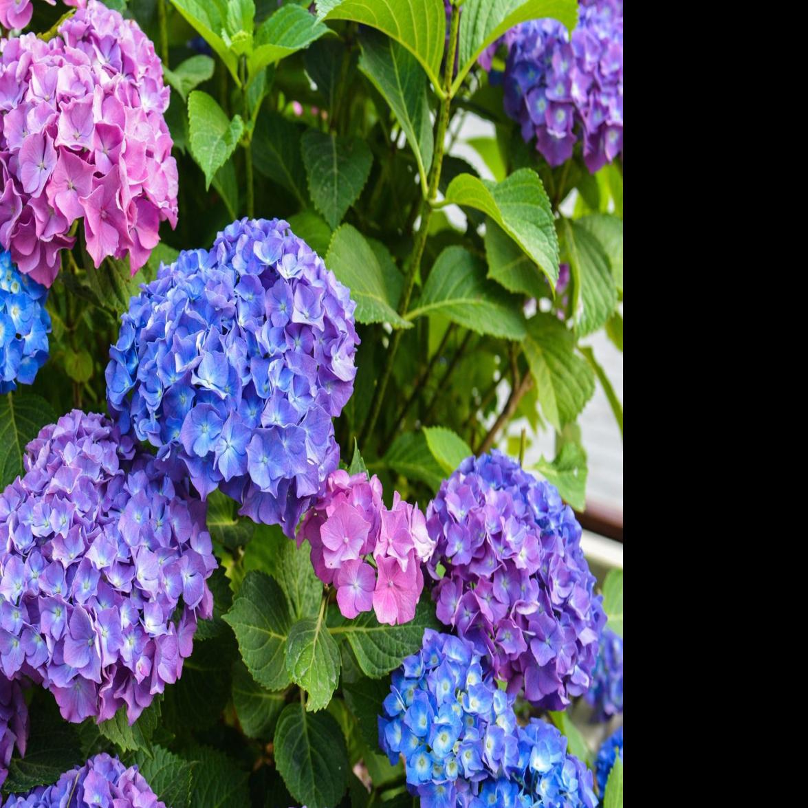 How To Grow Hydrangeas Master Gardener Napavalleyregister Com