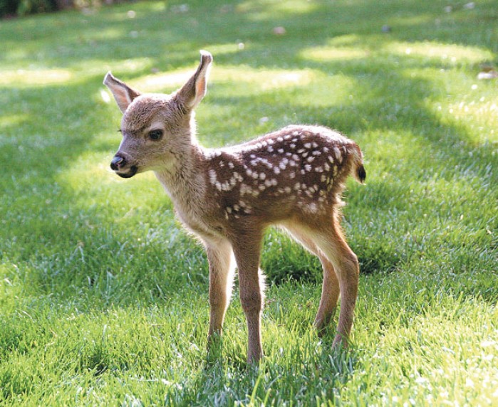 baby deer facts