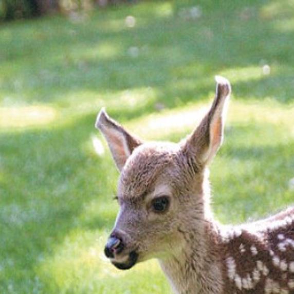 Rescuers Reunite Fawn With Its Mother Lifestyles Napavalleyregister Com