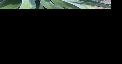 Agave in the garden in Napa County - Vimarsana News