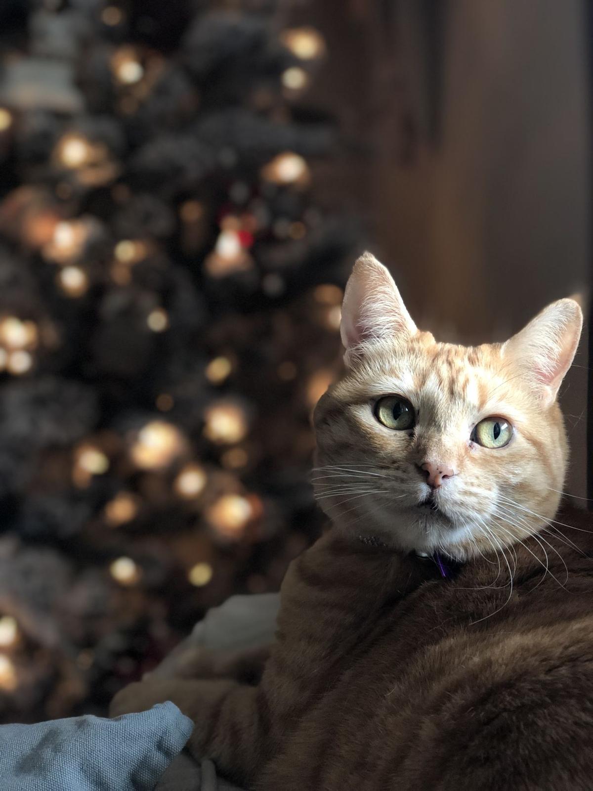 From Our Readers Cats Of Napa County 2019 Local News