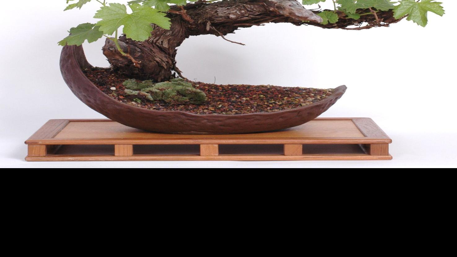Annual Bonsai Club Sale Is May 7 Home And Garden Napavalleyregister Com