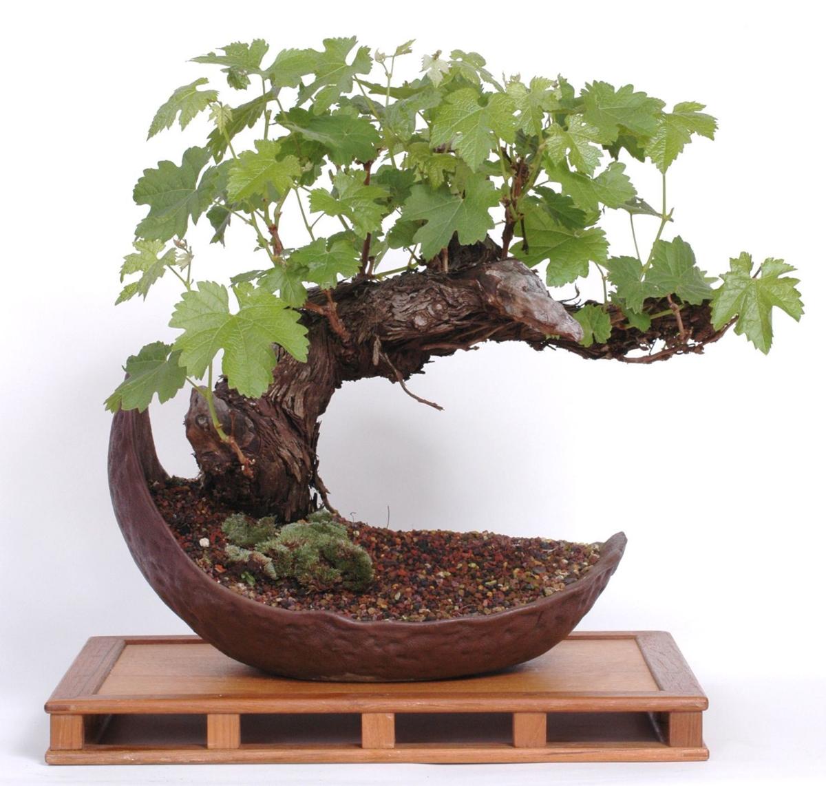 Annual Bonsai Club Sale Is May 7 Home And Garden Napavalleyregister Com
