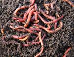 Napa County Master Gardeners: Worms in the winter