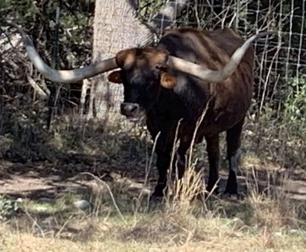 Texas longhorn