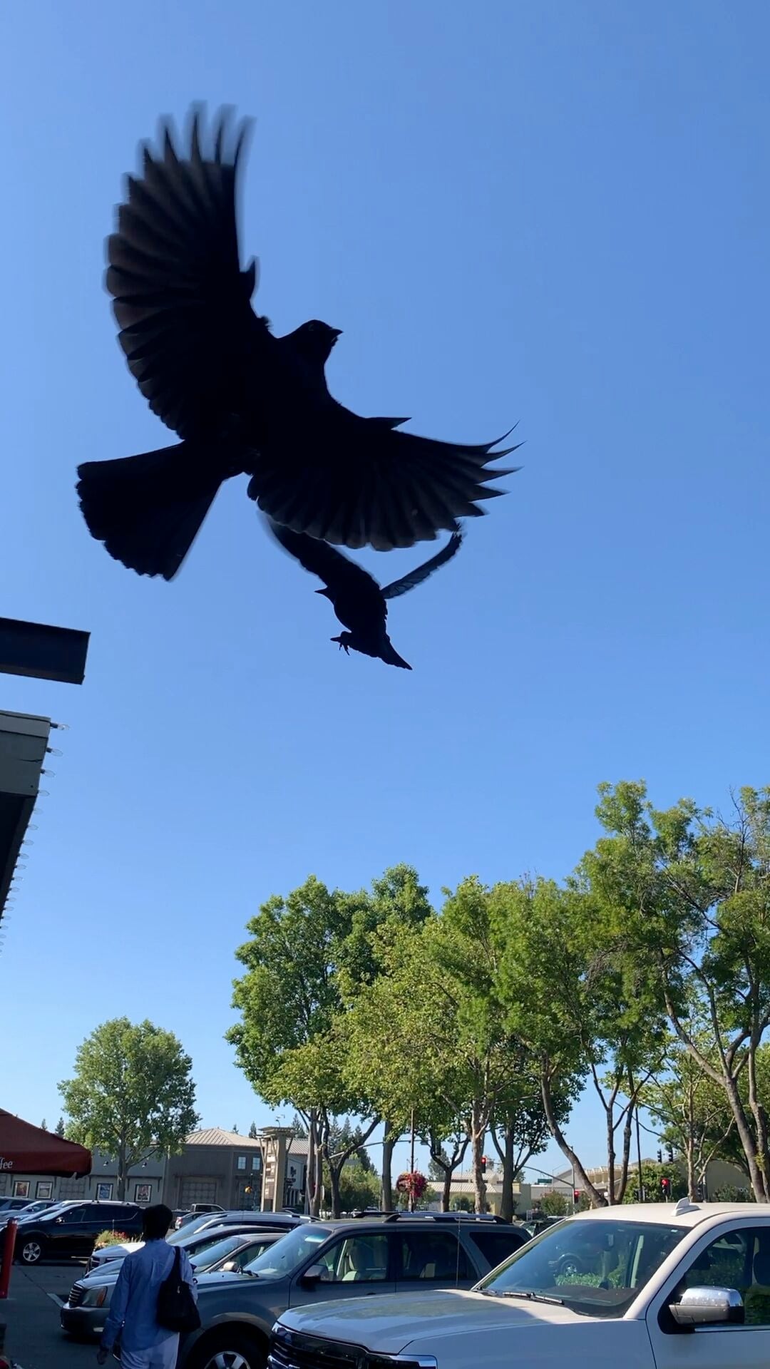 The (Napa) Birds: Blackbirds fiercely defend nests at Bel Aire Plaza  shopping center | News | napavalleyregister.com