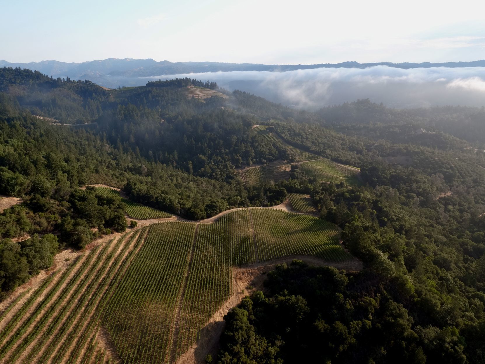 お値引きしました。newton  Napa valley 2016 mqdefault.jpg