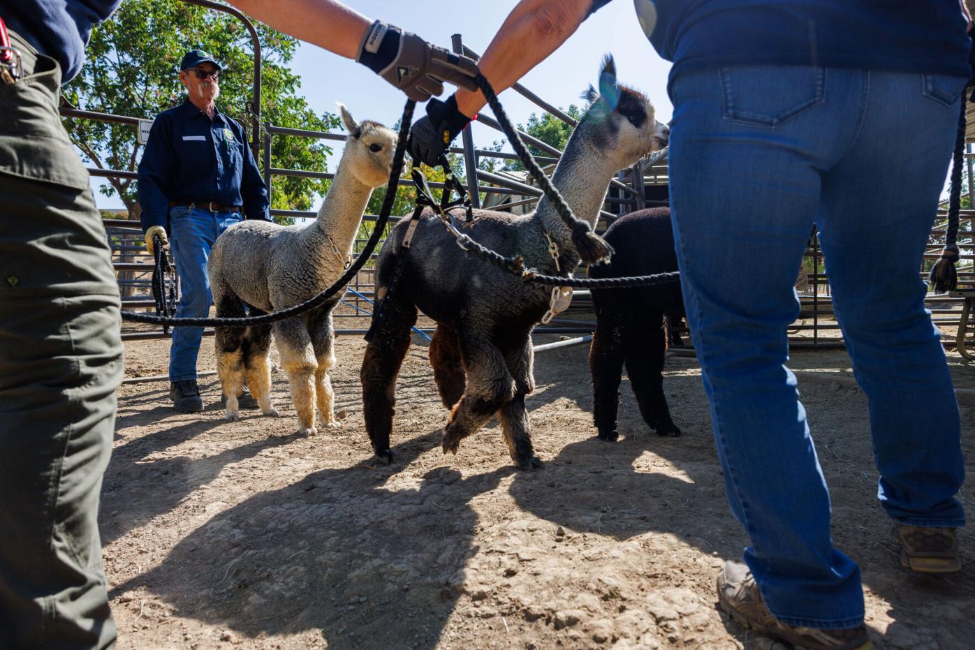 Animals of all sizes get emergency help from Napa nonprofit | News |  napavalleyregister.com