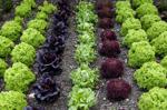 Napa County Master Gardeners: How — and why — to grow lettuce