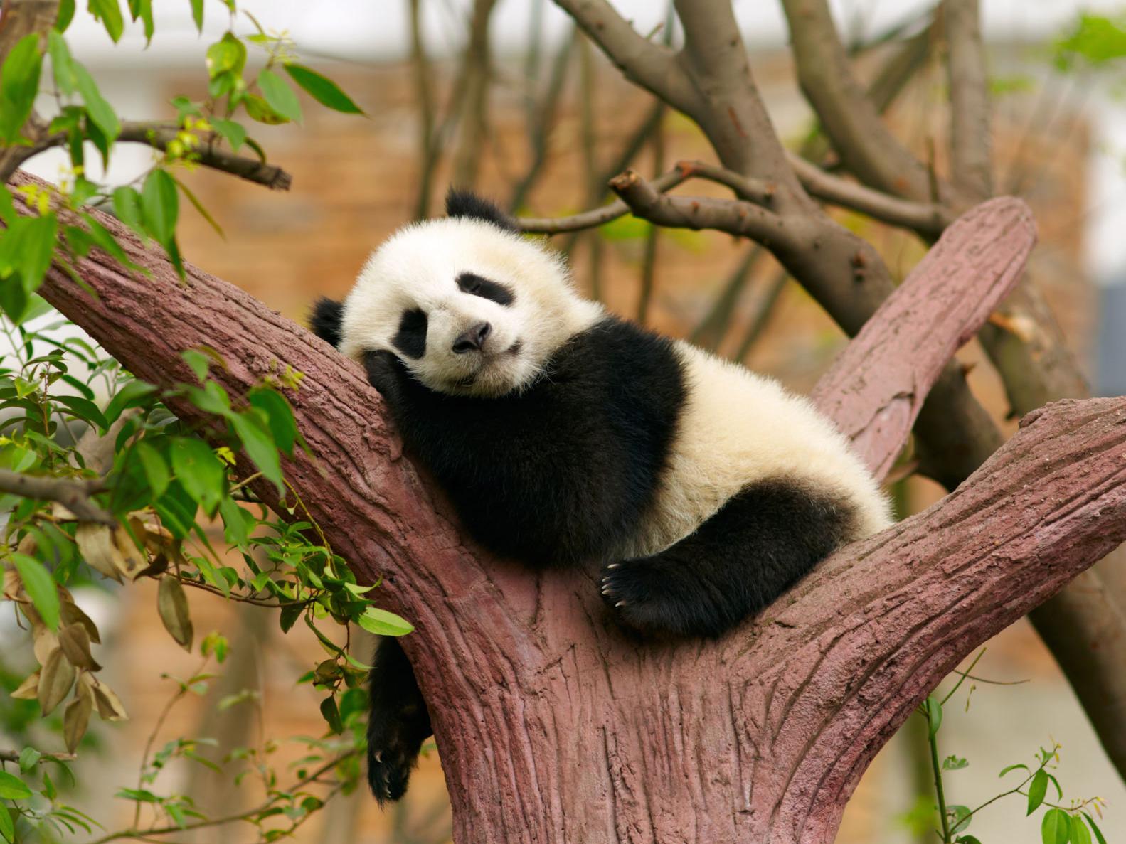 9 Panda Facts In Honor Of National Panda Day Lifestyles