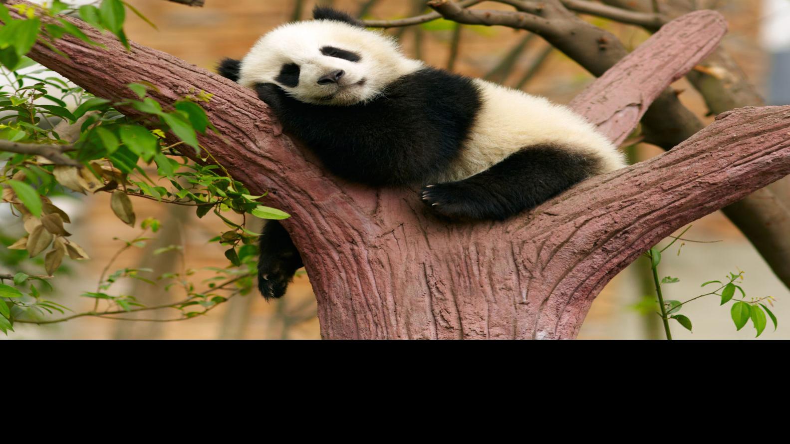 9 panda facts in honor of National Panda Day