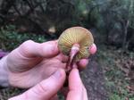 Master Gardeners of Napa County: The joys of mushroom hunting