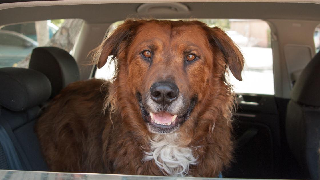 Top 5 Tips For Saving Money On Road Trips With Your Pet Pets - top 5 tips for saving money on road trips with your pet pets napavalleyregister com