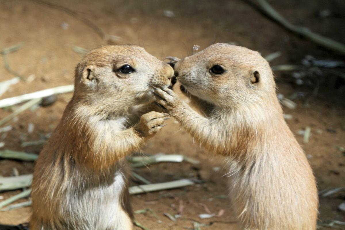 San Francisco Zoo S Baby Prairie Dogs Get Names As Contest Winners Chosen Local News Napavalleyregister Com,Is Soy Milk Healthy For You