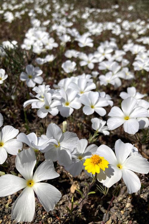 Land Trust Spring 2021 Wildflowers_06