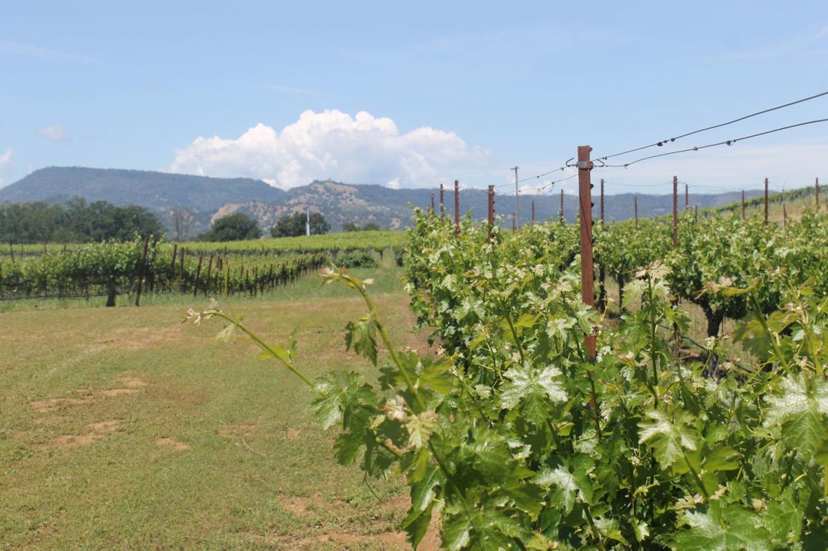 Vineyards at Pope Valley Winery