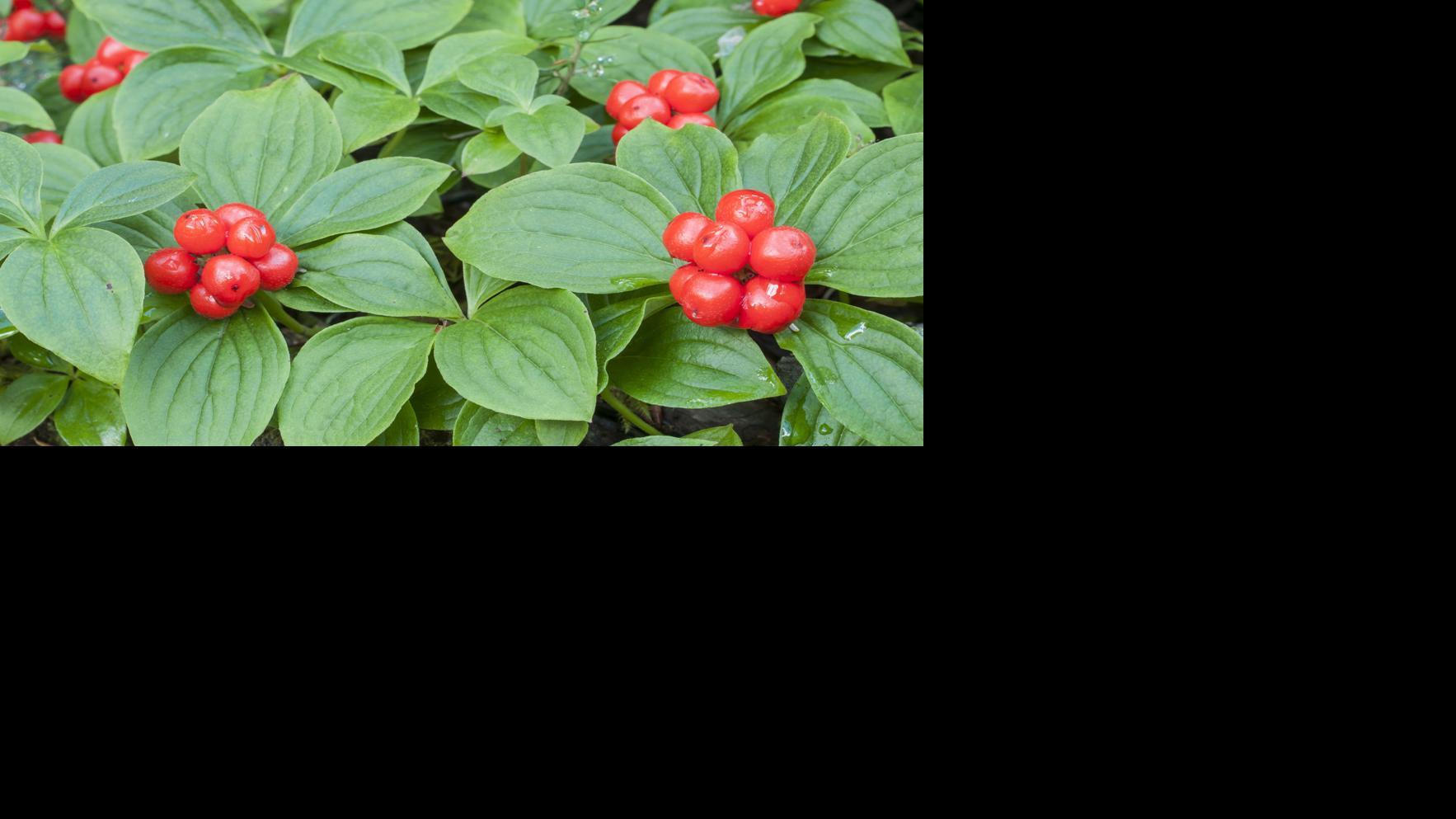 Napa County Master Gardeners: Laying low with the bunchberry