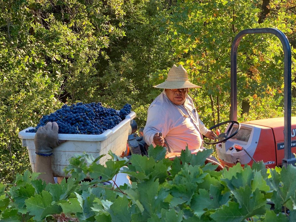 Cabernet harvest at Cliff Family