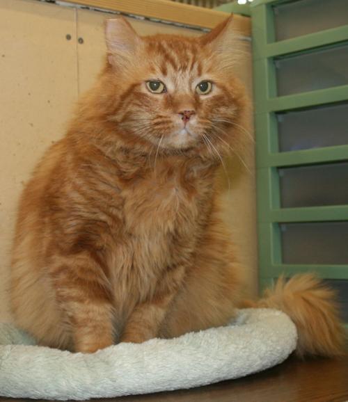 Pet Patrol St Helena Star Napavalleyregister Com