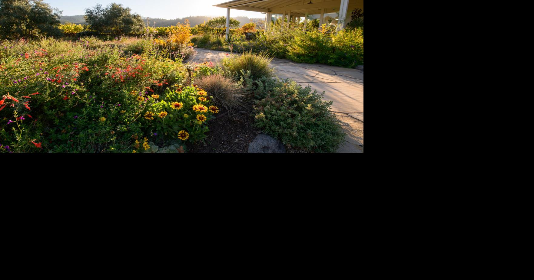 Napa, Sonoma wineries are restoring ecosystems | Arts & Entertainment ...