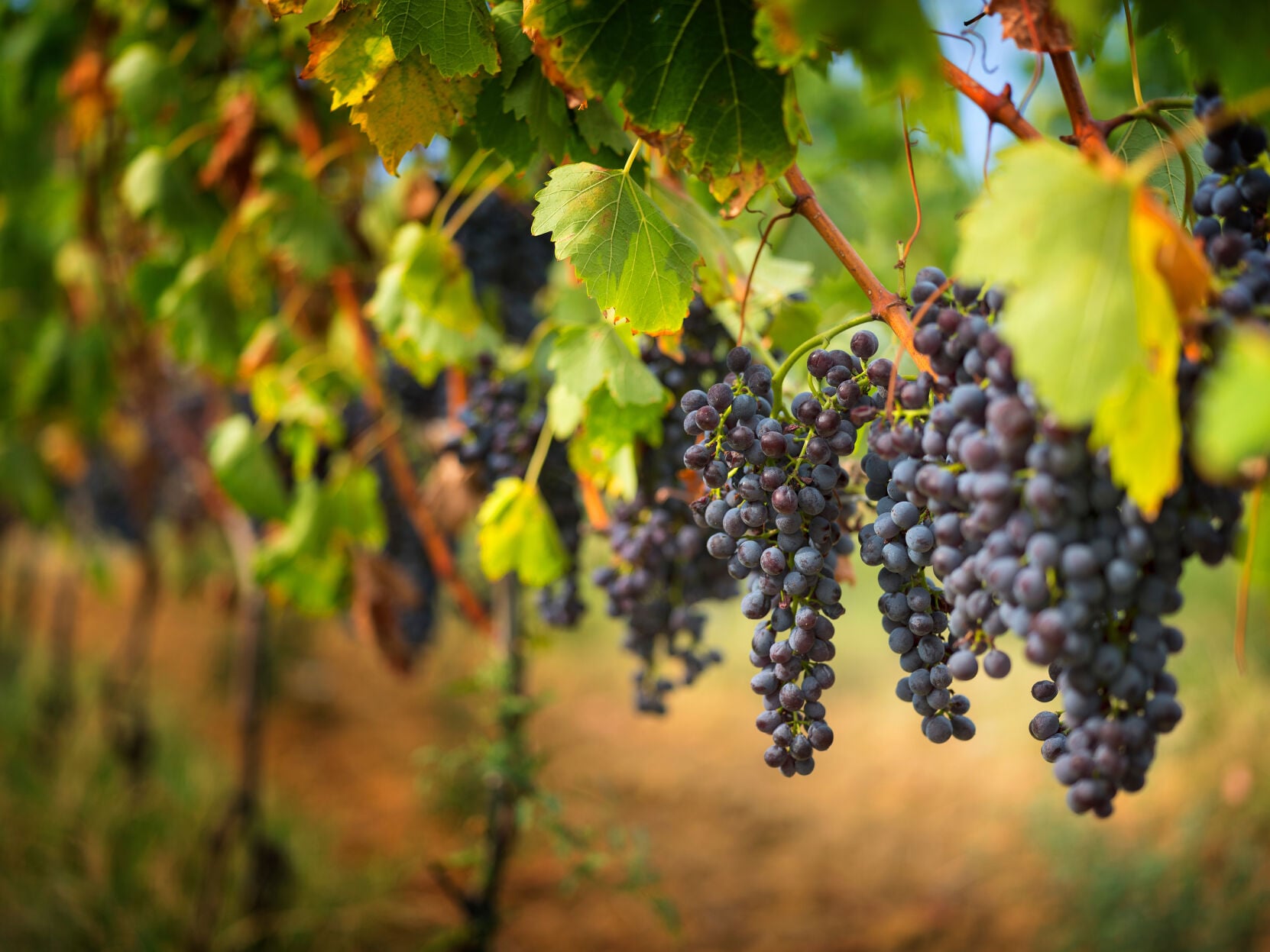 napavalleyregister.com - KEITH COUSINS keith.cousins@napanews.com - New report says Napa wineries face demographic and economic pressures