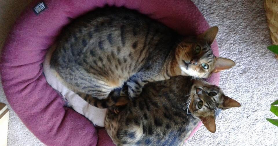 From Our Readers: Cats of Napa County 2026
