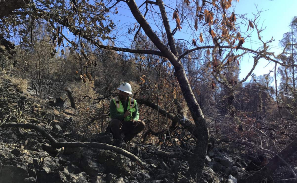 burned trees