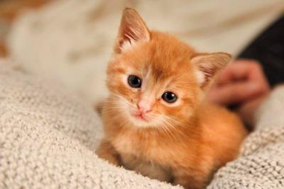 Adopt a Pet | Bowie