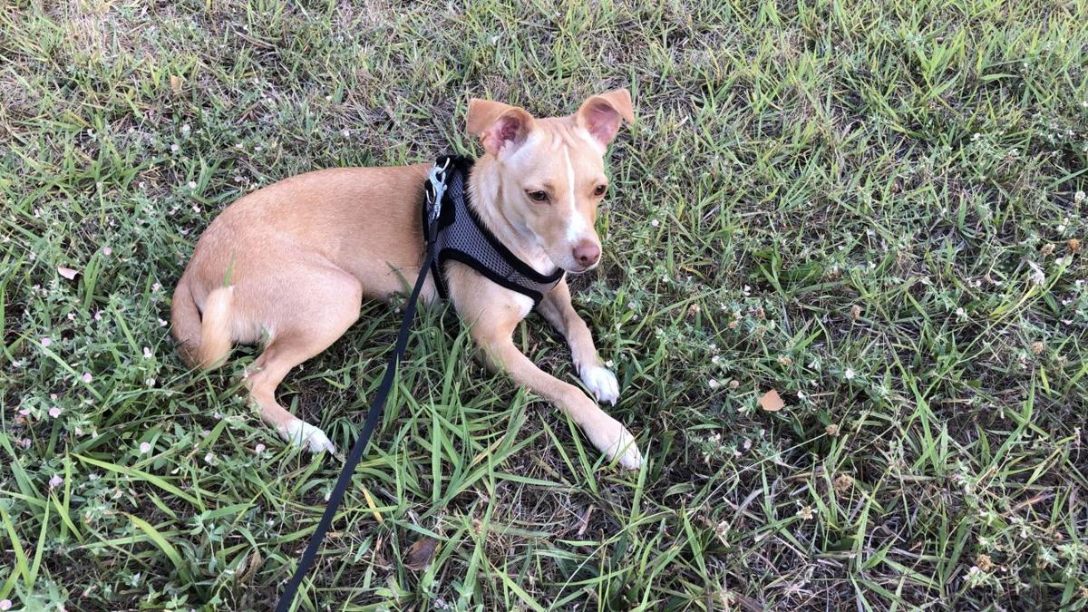 From Our Readers Puppies Of Napa County Lifestyles