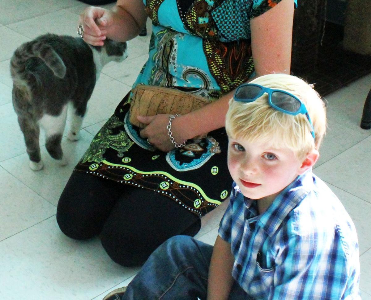 The Search For Cat Whisperers In St Helena St Helena Star