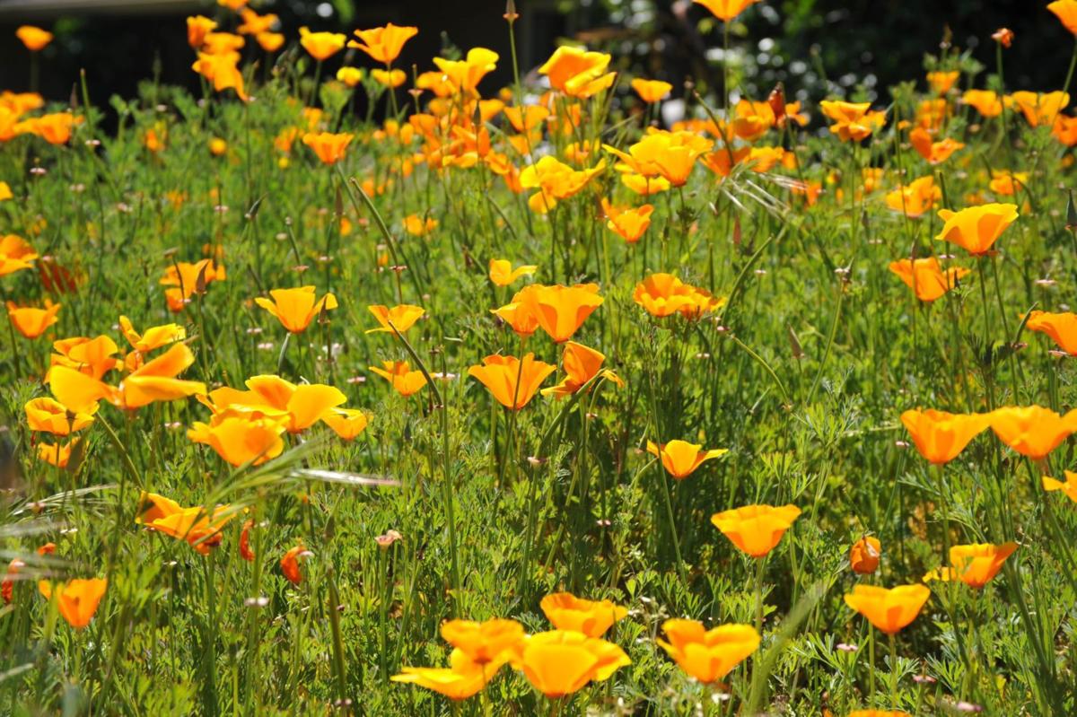 Spring flowers trees explode with color in St Helena this season