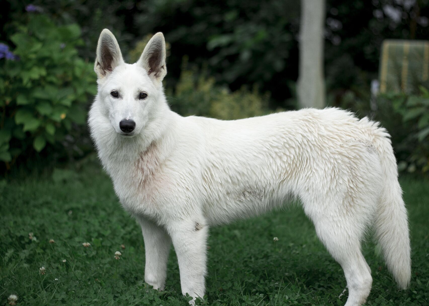 american shepherd tundra dog