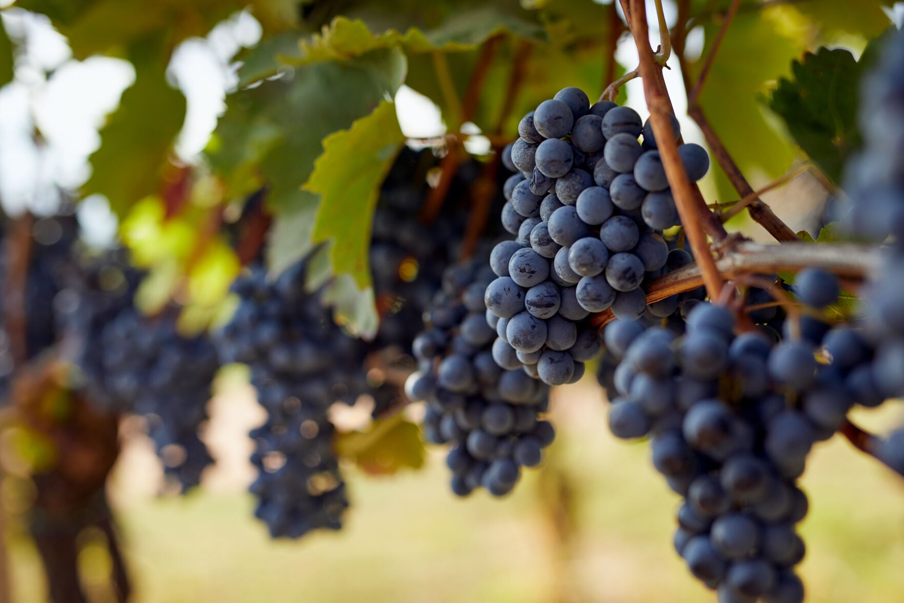 napavalleyregister.com - Allen Balik - The Napa Valley Wine Exchange: Wine's distinctive history and extensive role