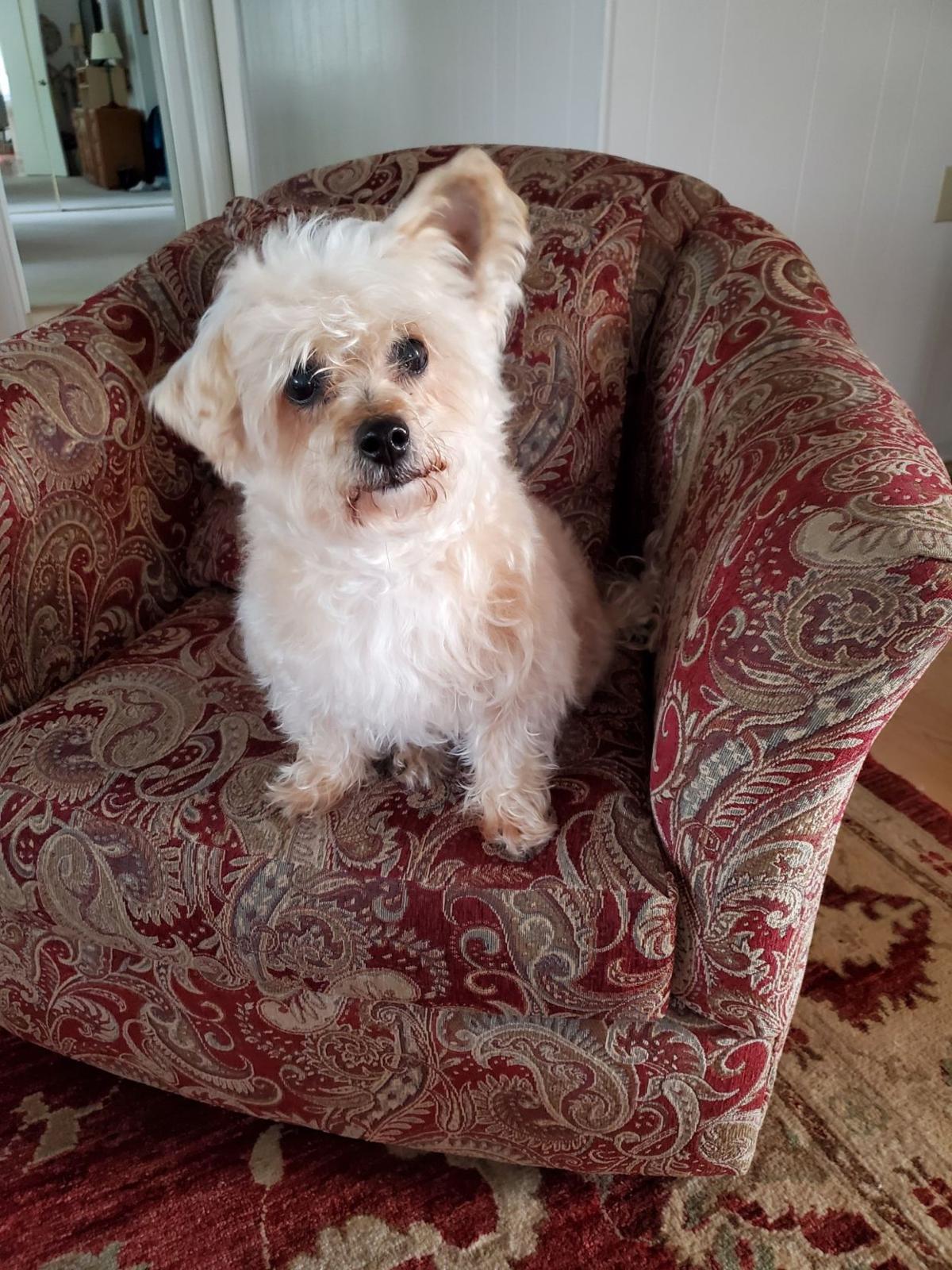 From Our Readers Puppies Of Napa County Lifestyles
