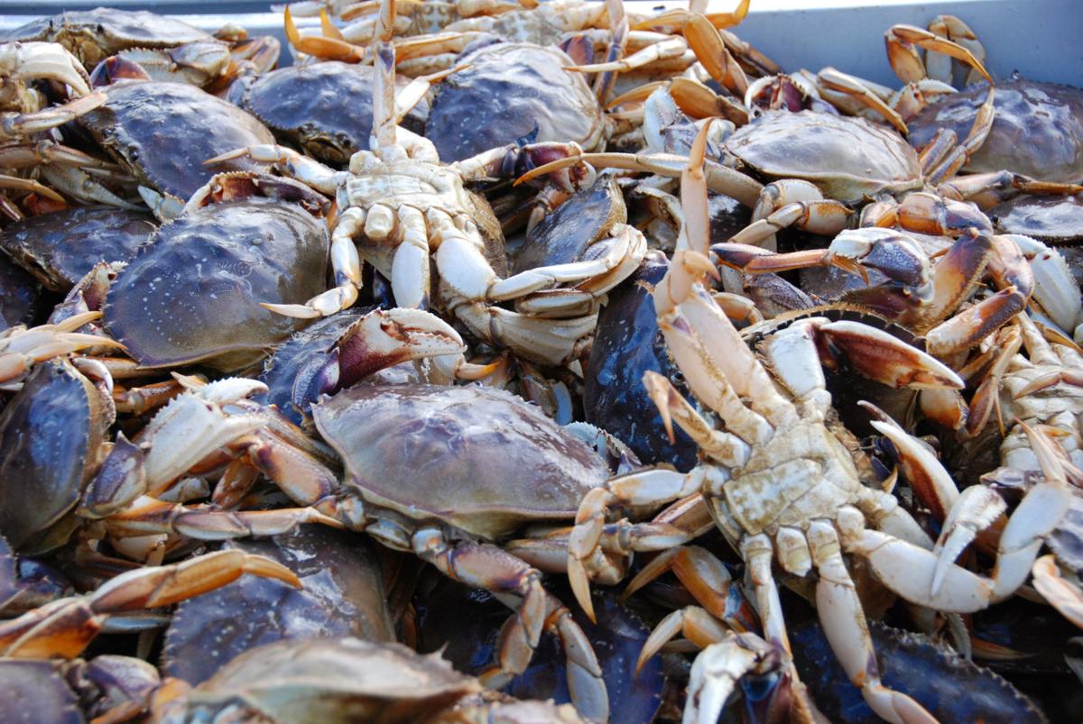 California crab season to open Nov. 5