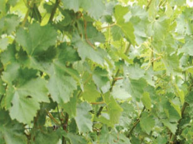 Winter A Time Of Rest For The Vines But Not Grapegrowers Wine