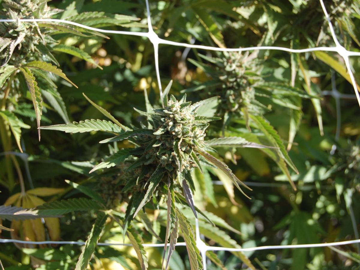 American Canyon approves indoor cannabis cultivation