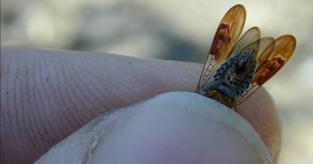 'The sky is falling': Glassy-winged sharpshooter threat is focus of state hearing