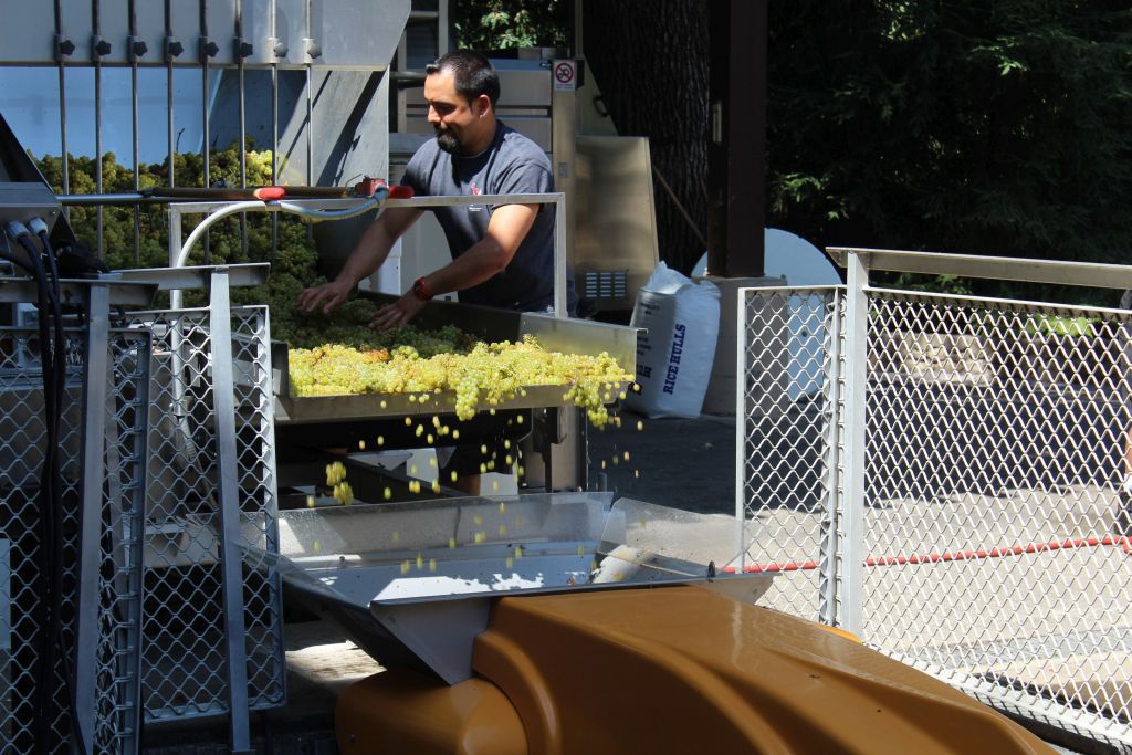 Chardonnay grapes go through a destemmer