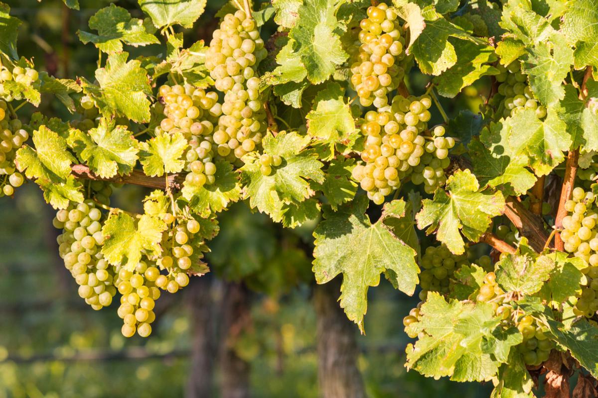 Reisling grapes