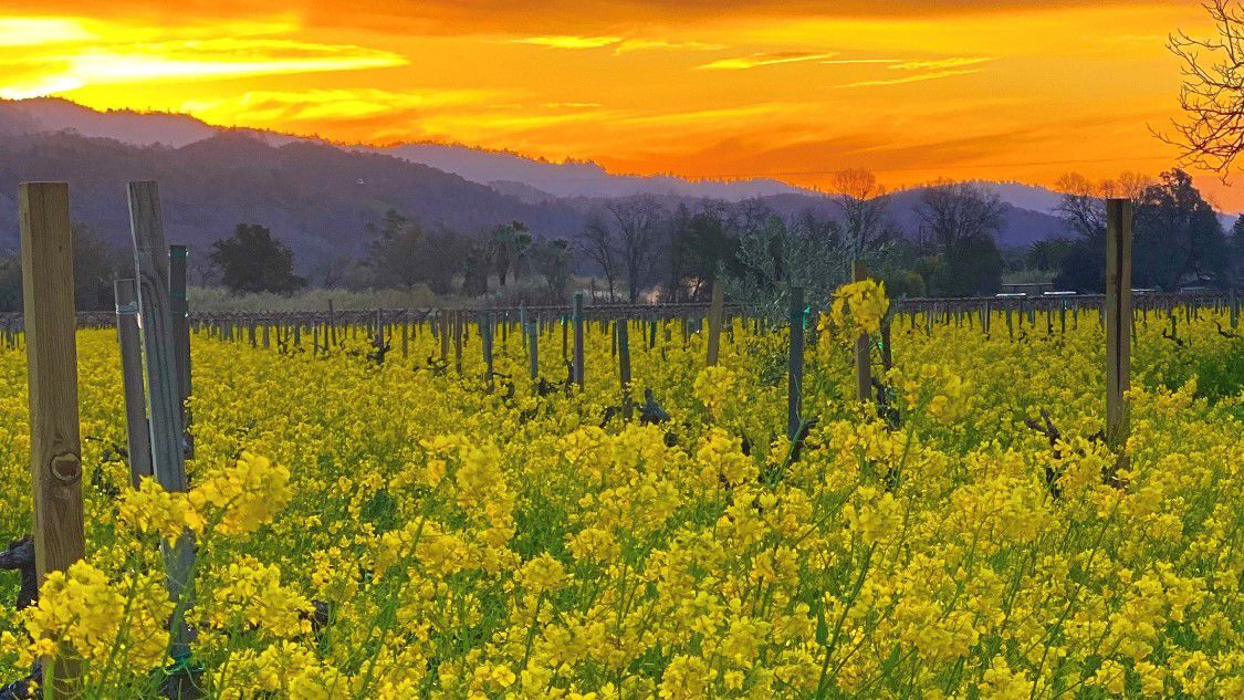Mustard as cover crop in vineyard