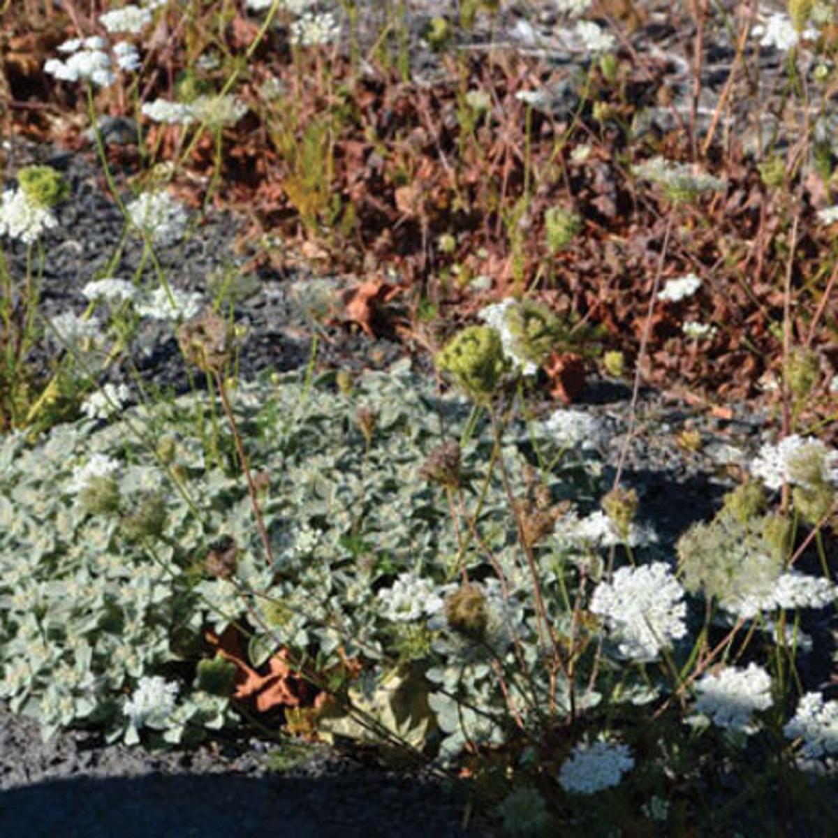 Gallery Dr Dick S Wildflower Guide Home And Garden